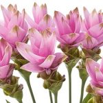 curcuma-pianta2