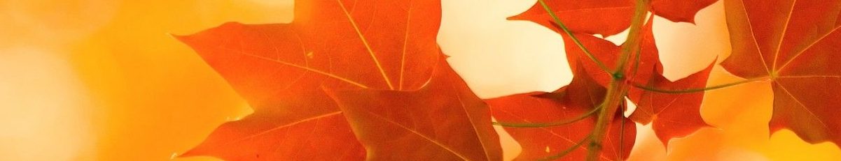 autumn_leaves_brightness_76503_1680x1050