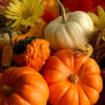 pumpkin Harvest