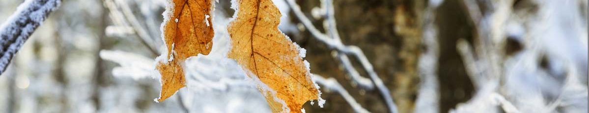 oak-leaves-frost